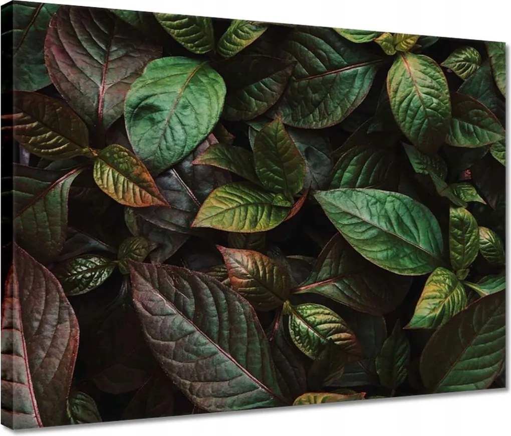 Vászonkép 40x30 Trópusi levelek Levelek