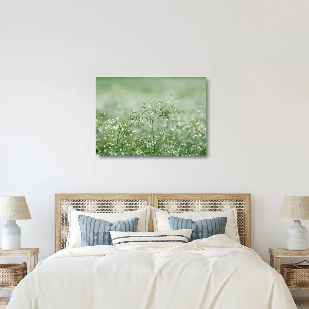 Üveg kép - Reggeli harmat a fűszálakon (70x50 cm)