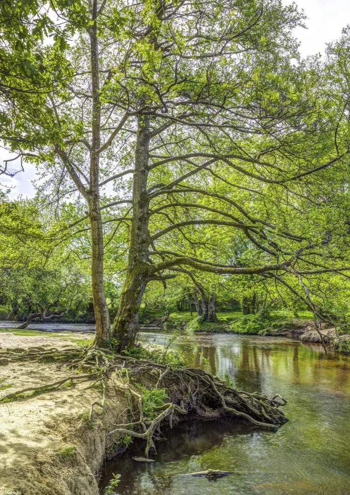 Poszter 29,7x42cm Tó az erdőben 2, Assaf Frank
