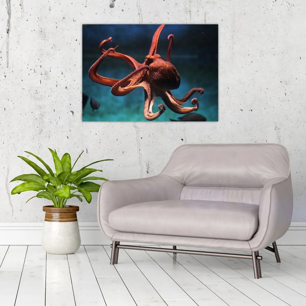 Kép - Octopus (70x50 cm)