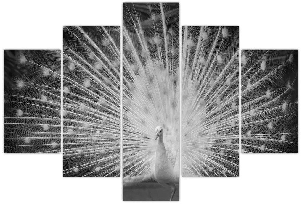 Kép - Fehér páva (150x105 cm)