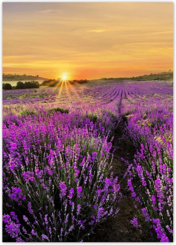 Poszterek 50x70 Levendula naplemente