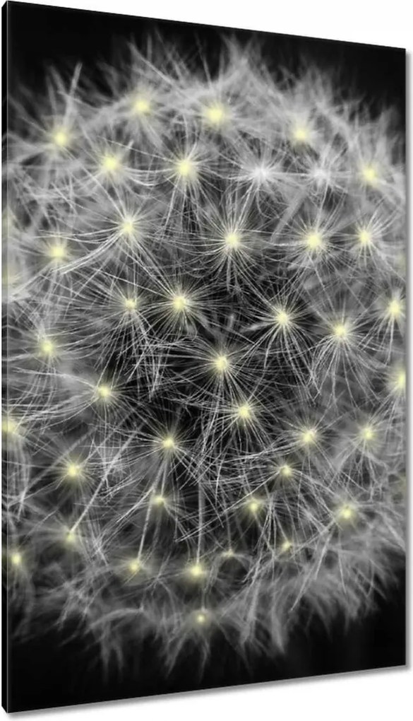 Vászonkép 80x120 Pitypang Virág Virágok