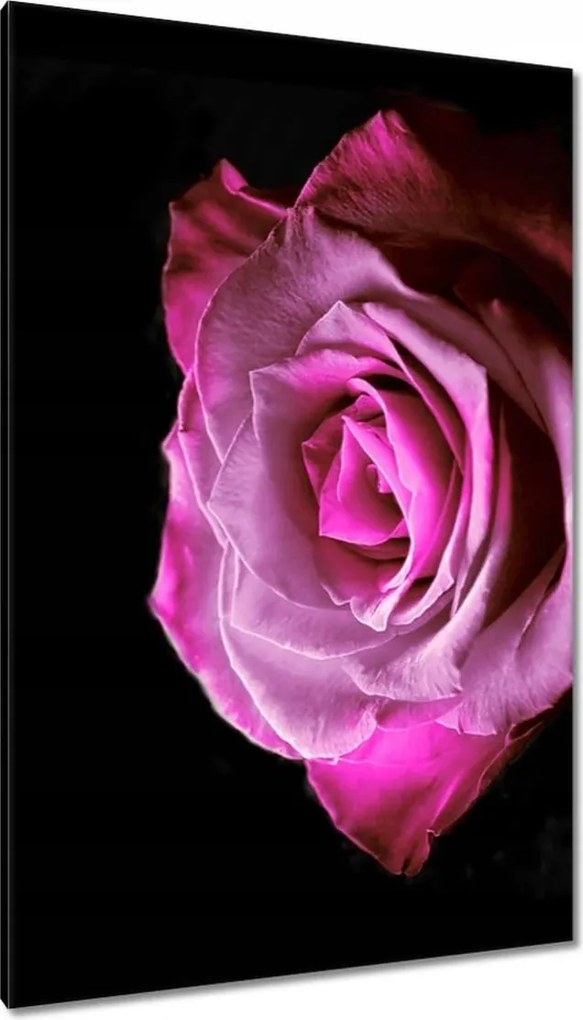 Vászonkép 80x120 Lila rózsa