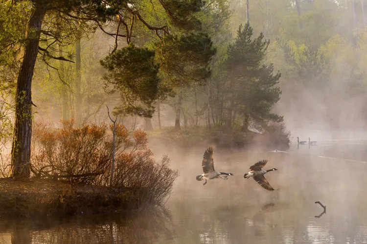 Fotográfia Goose fight, Anton van Dongen