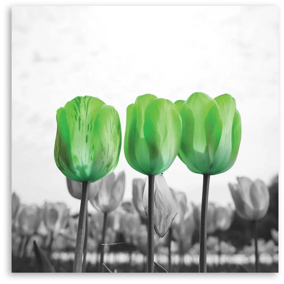 Gario Vászonkép Zöld tulipánok a réten Méret: 40 x 40 cm