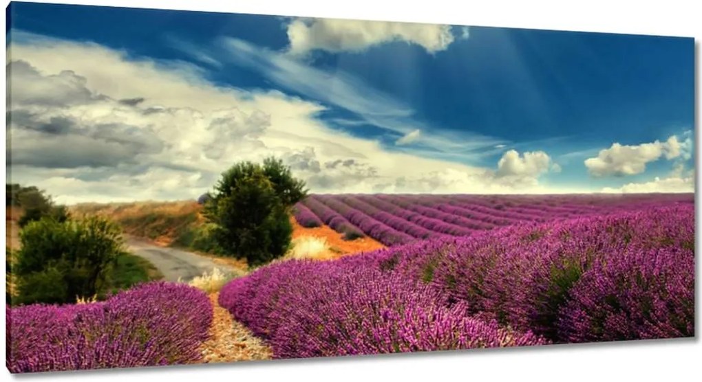 Festmények 115x55 Levendula tájkép