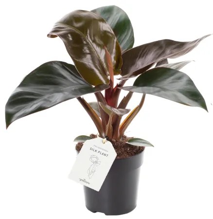 FILODENDRON 'ROJO CONGO' CS:11 CM PHILODENDRON