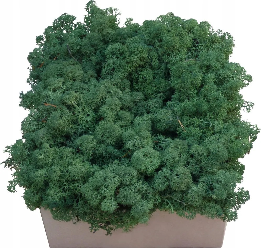 Moha Chrobotek Közepes zöld karton 300g