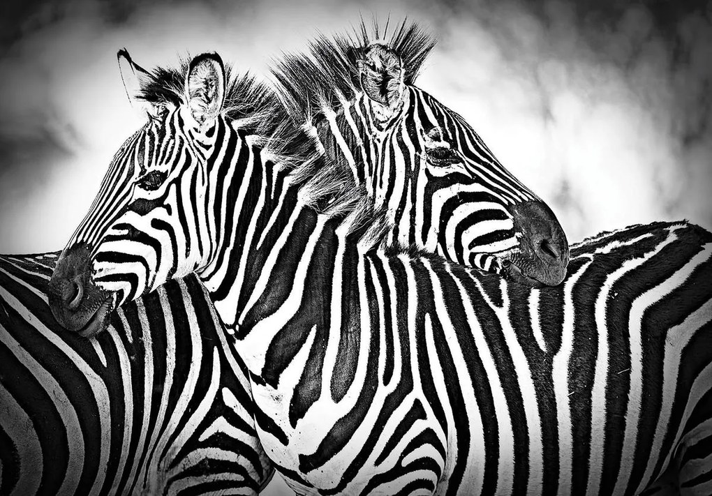 Fotótapéta - Zebra (152,5x104 cm)