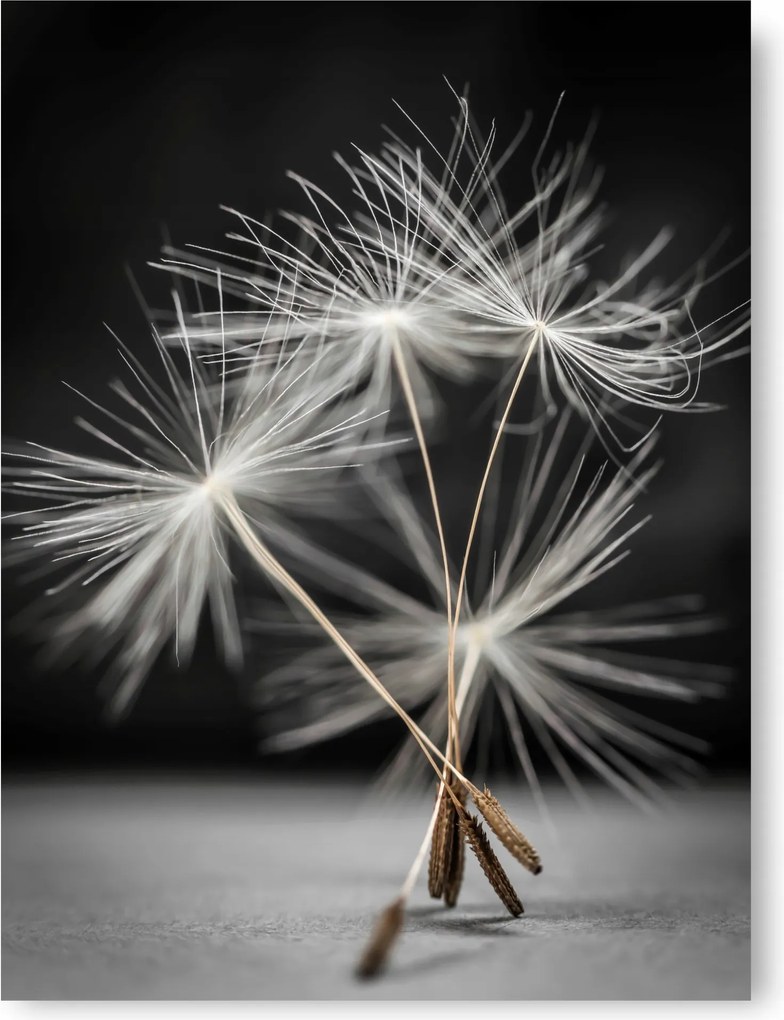 Pitypang poszter B1 100x70cm #2A2