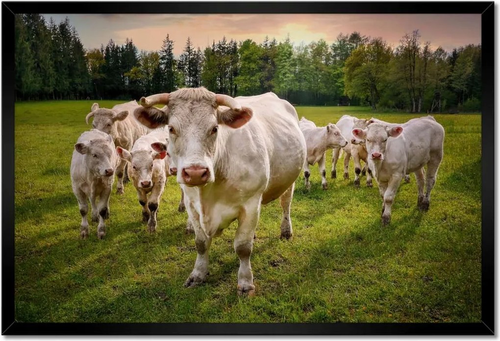 Poszterek keretben 60x40 Tehéncsorda