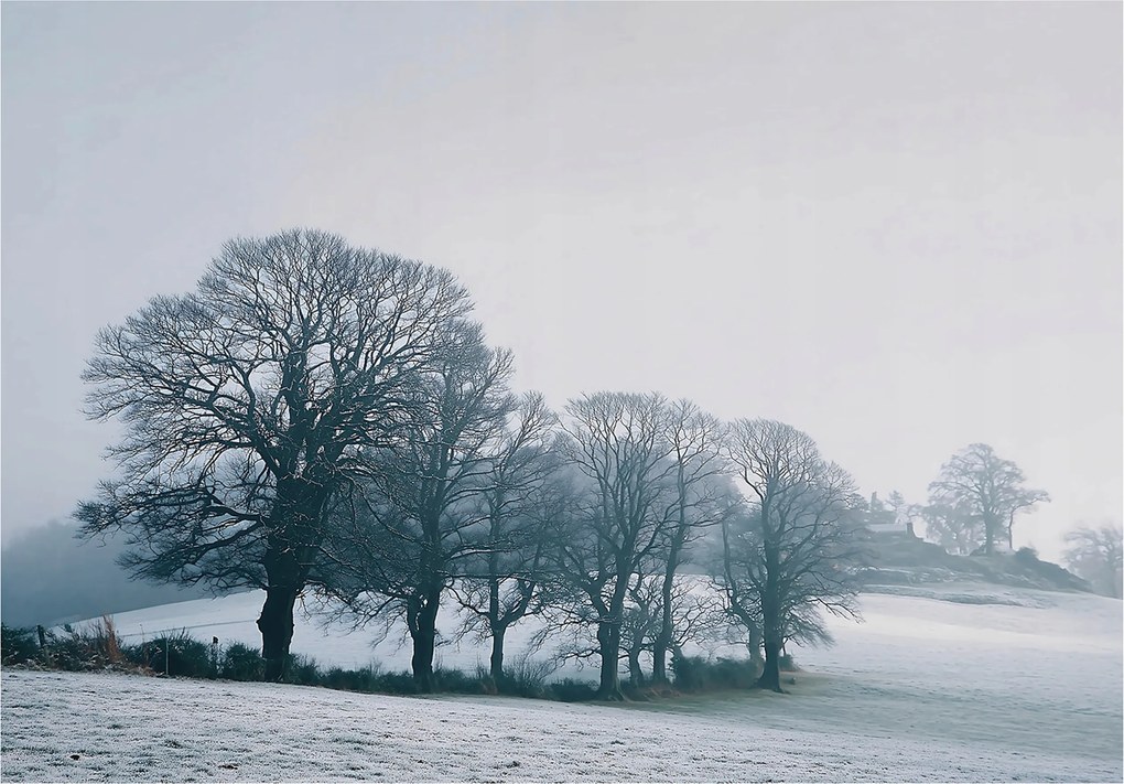 Fotótapéta Fák Köd Táj Hálószoba Nappali Tapéta Flizelina 250x175
