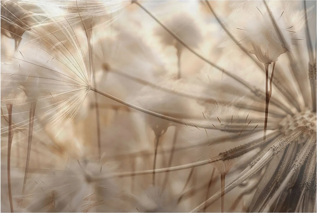 Fotótapéta Flizelin Dekoratív Hálószoba Finom pitypangok 104x70