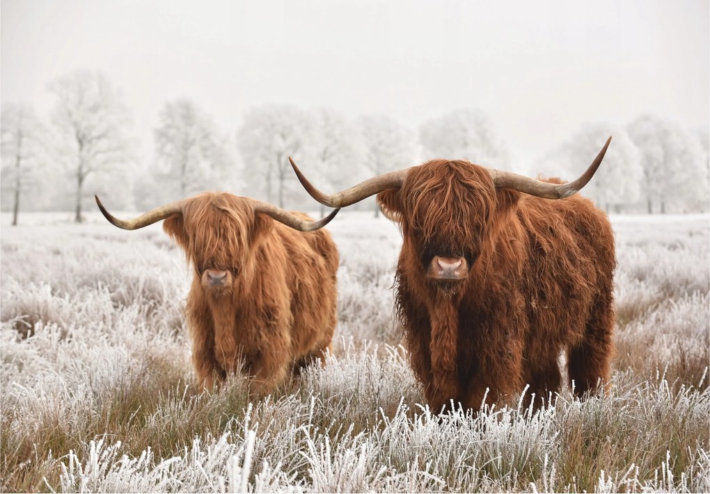 Flizelin fotótapéta Téli tehenek a hegyekben 350x250 +ragasztó