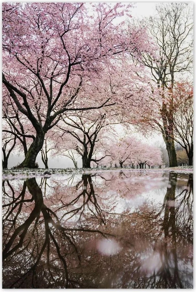 Plakátok 80x120 Fák megtekintése