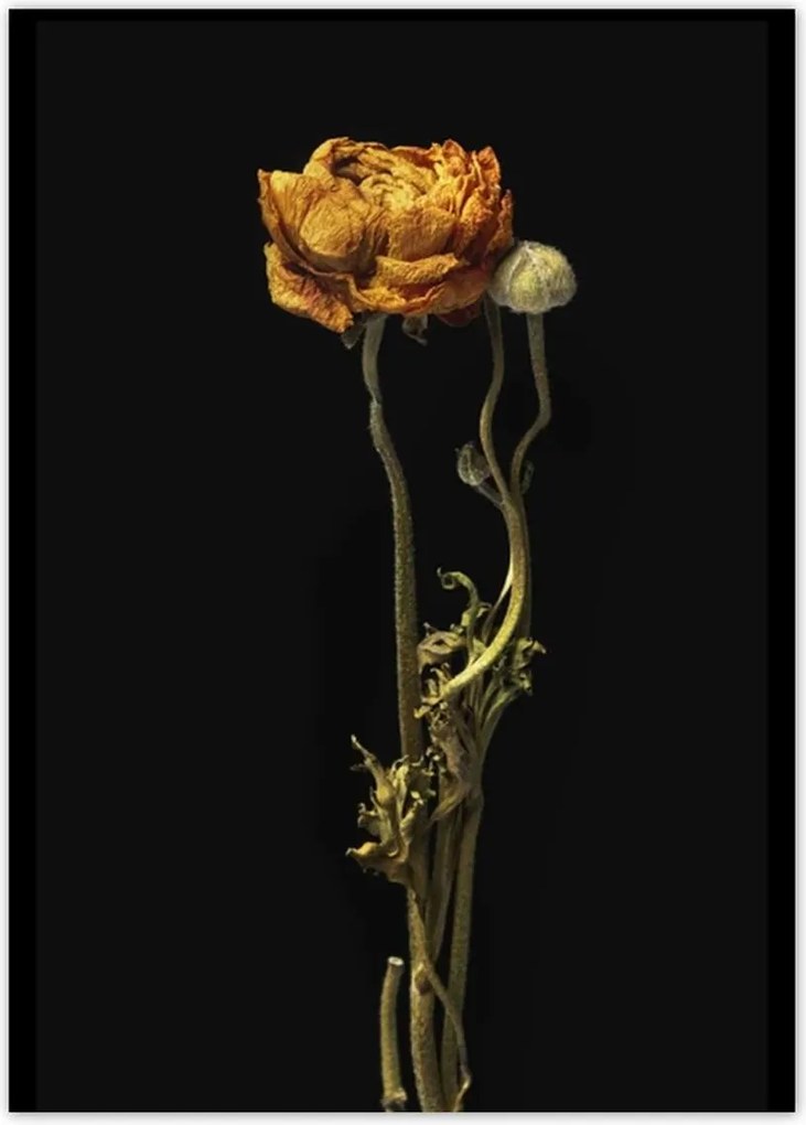 Poszterek 50x70 Szárított piros pipacs