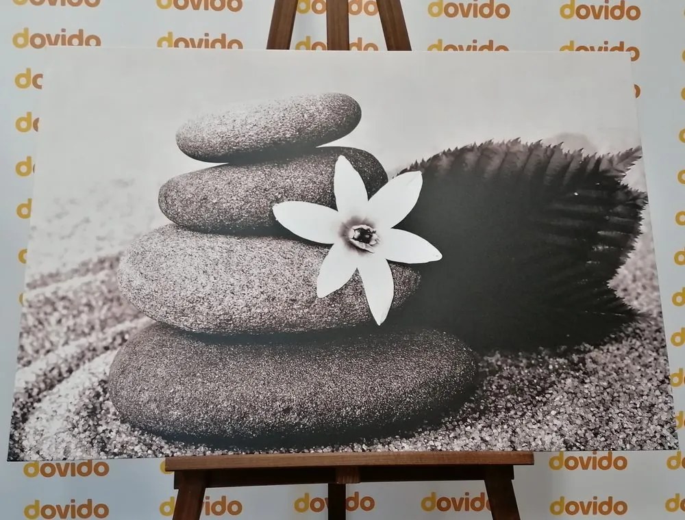Kép virág és kövek fekete fehérben
