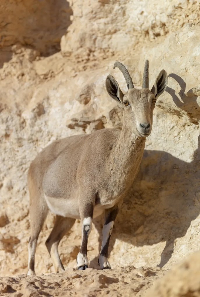 Poszter 68x101cm Nubiana Ibex 7, Assaf Frank