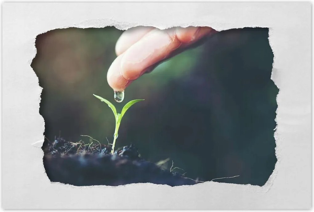 Poszterek 90x60 Palánta növény csepp