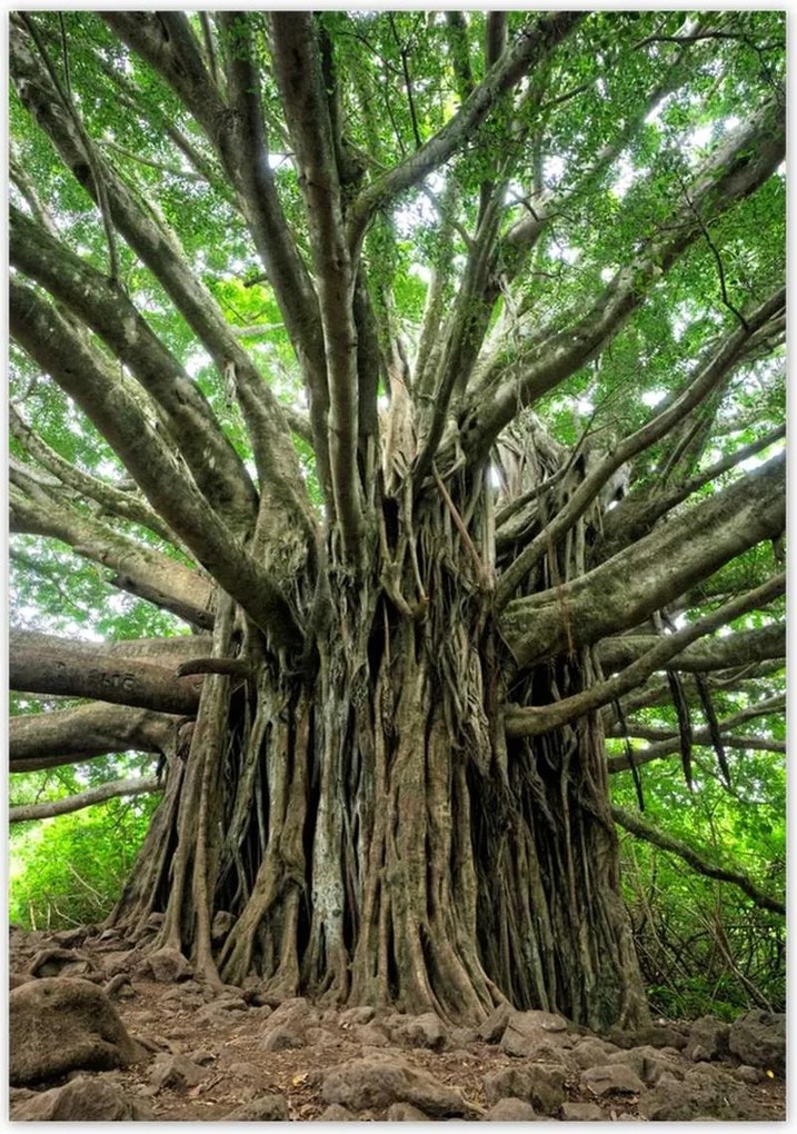 Poszterek 70x100 Fa Kilátás