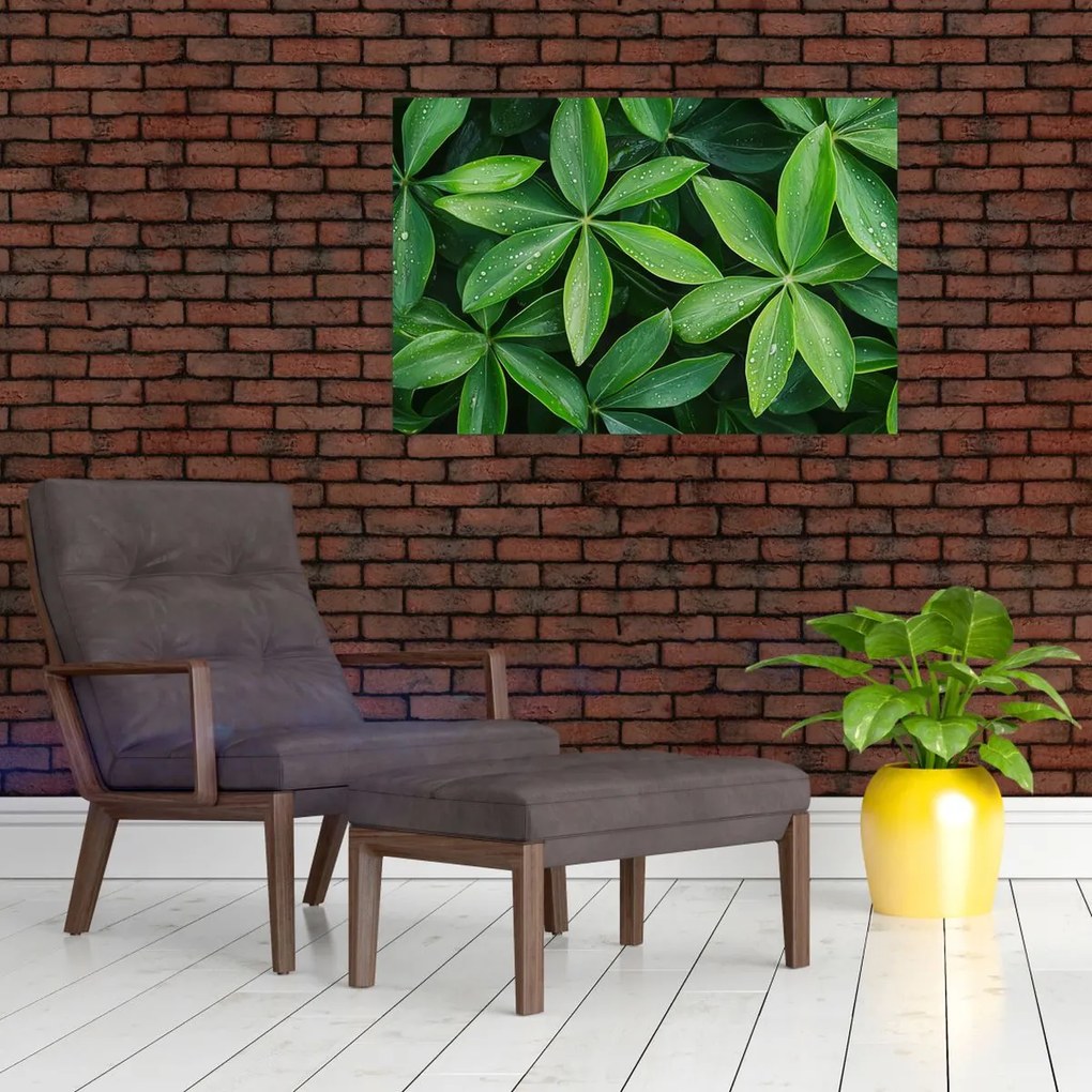 Kép - Levelek harmatcseppekkel (90x60 cm)
