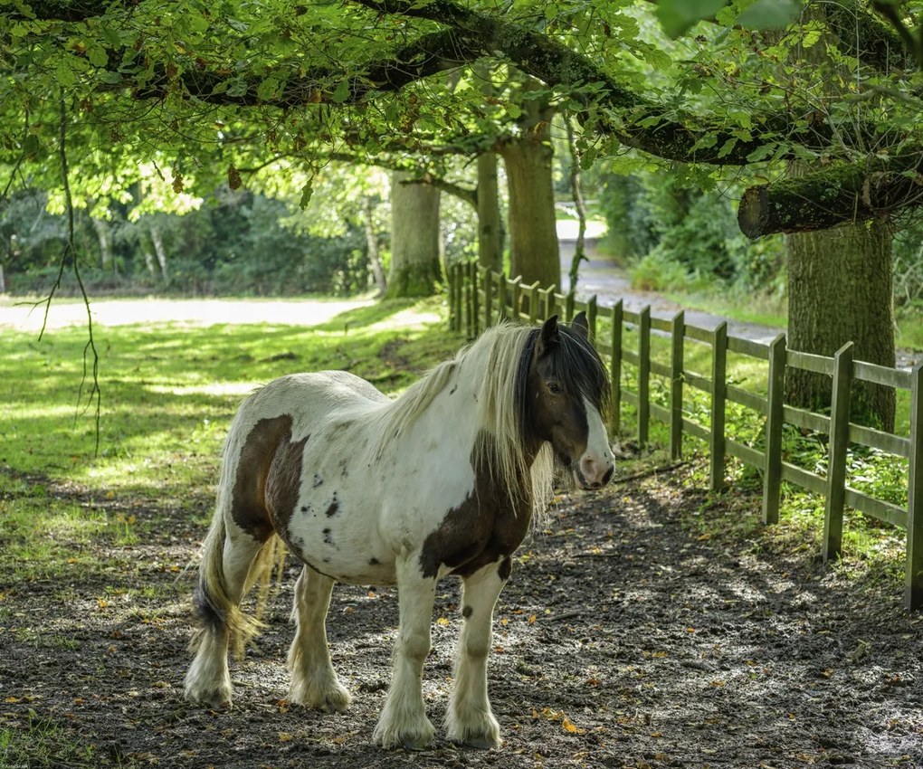Poszter 60x50cm Ló a farmon, Assaf Frank