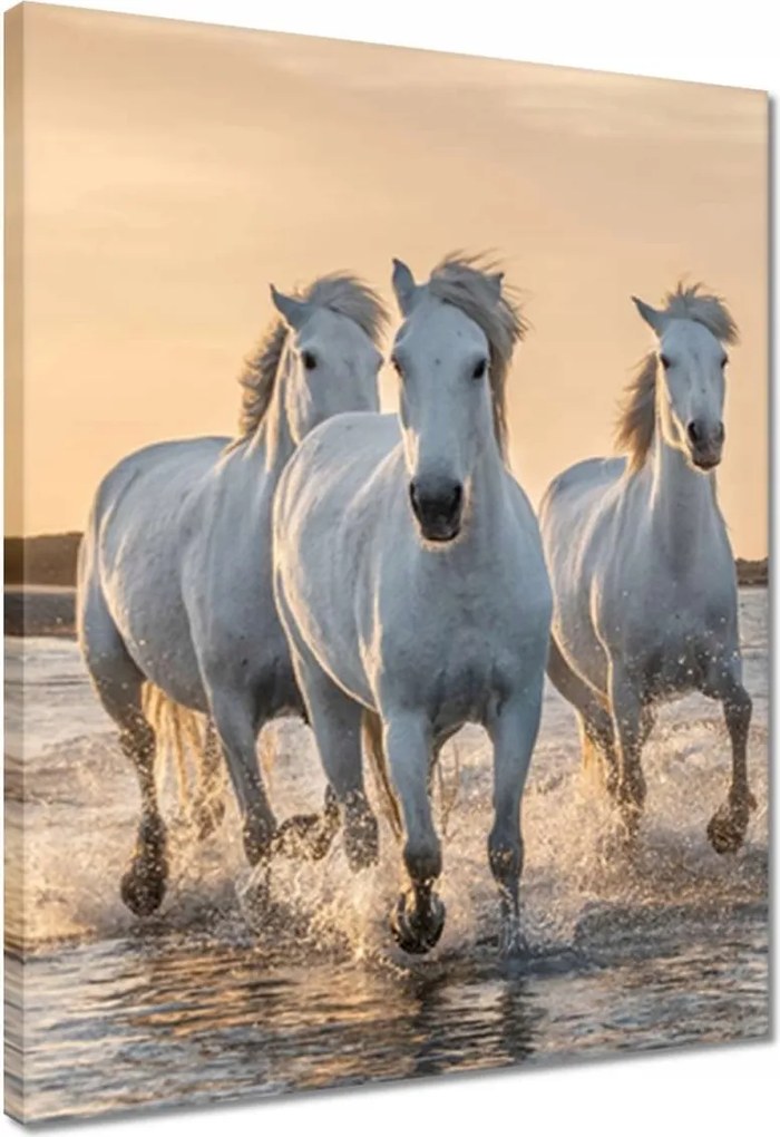 Vászonkép 40x50 Vad lovak Wild Horses