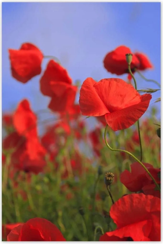 Poszterek 80x120 Pipacsok az égbolt hátterében