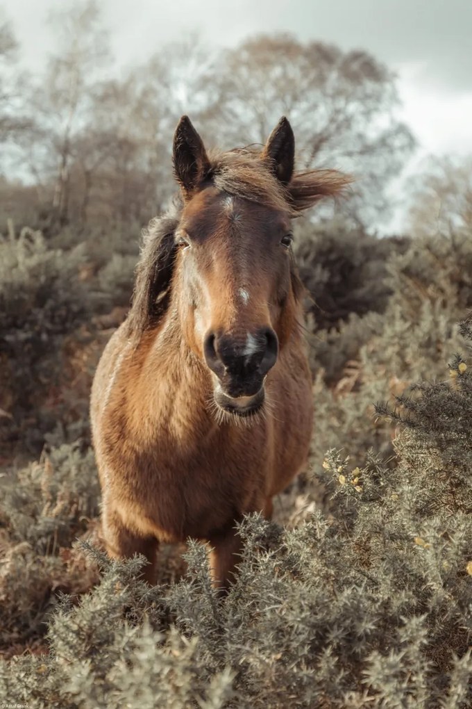 Poszter 30x45cm Ló a vadonban, Assaf Frank