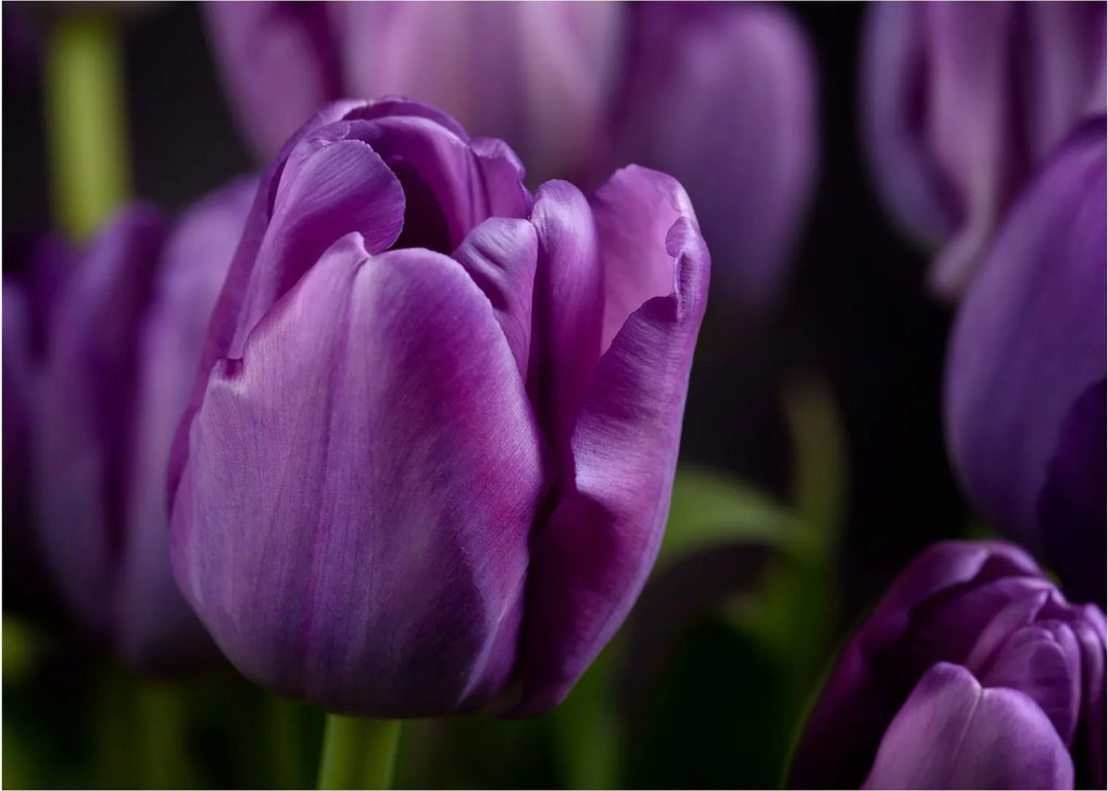 Tulipán vírág képe (üvegen) (70x50 cm)