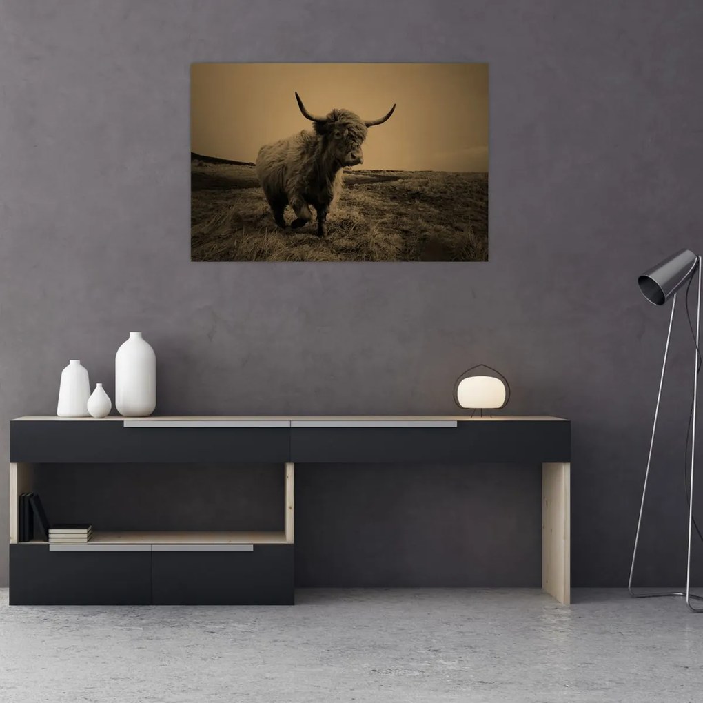 Kép - Skót tehén menekül (90x60 cm)