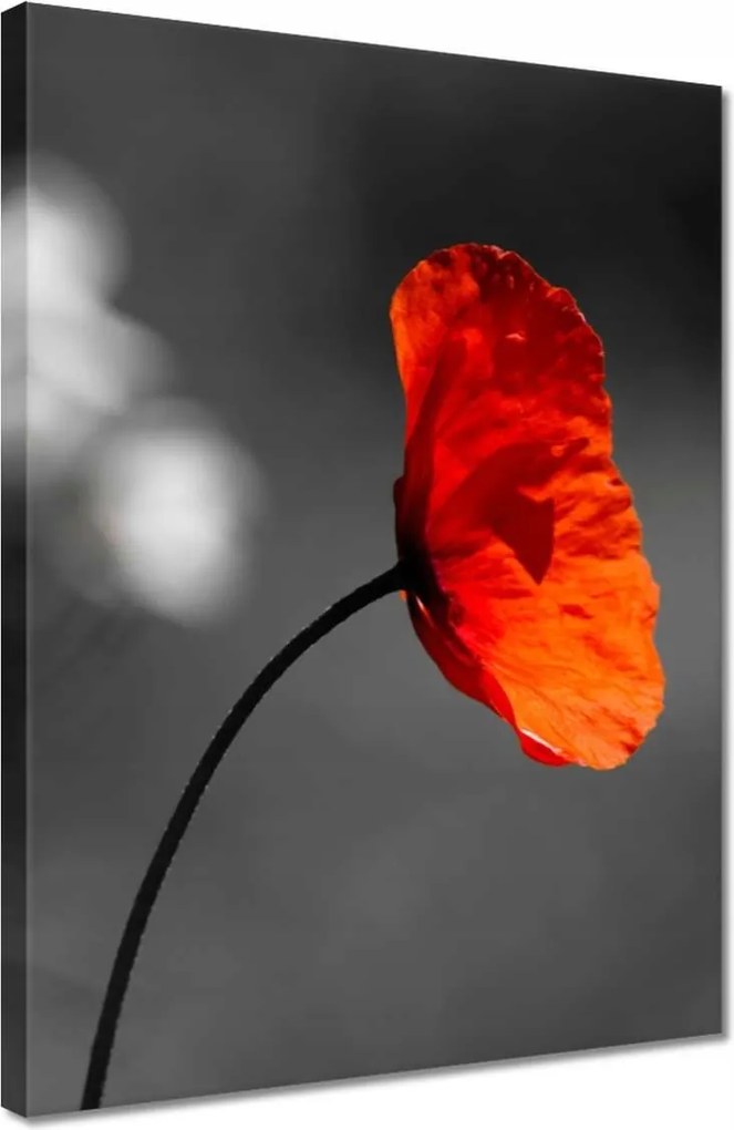 Vászonkép 30x40 Virágzó piros pipacs