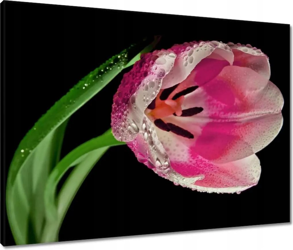 Vászonkép 80x60 Rózsaszín tulipán