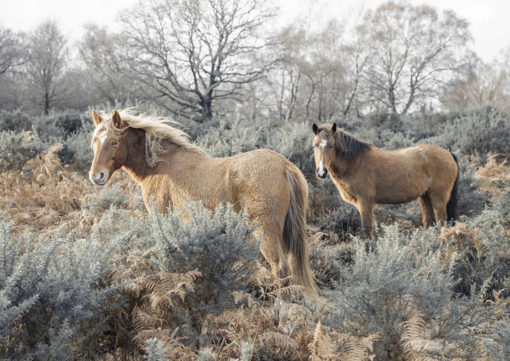 Poszter 84,1x59,4cm Lovak a vadonban, Assaf Frank