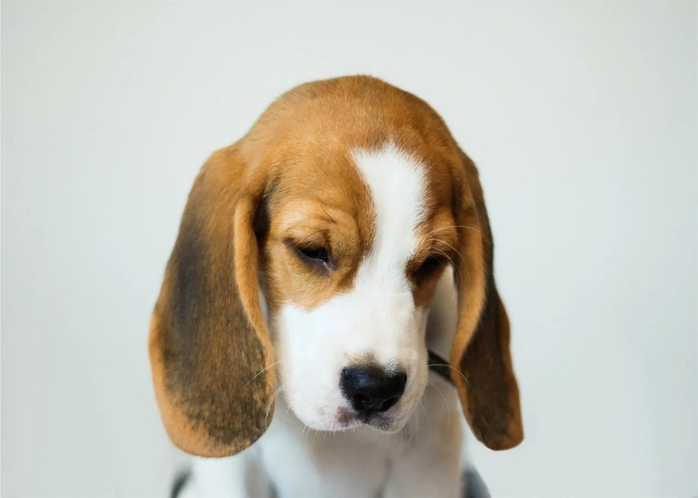 Beagle képe (üvegen) (70x50 cm)