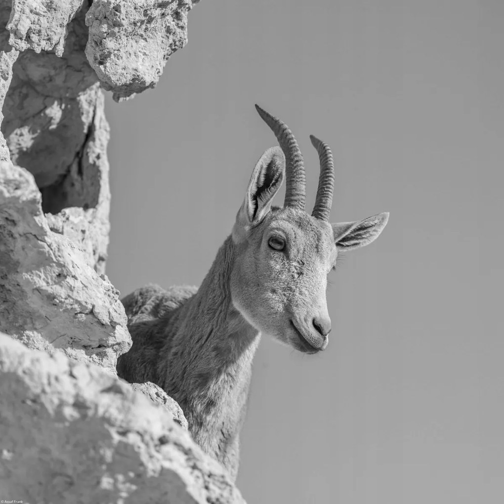 Poszter 40x40cm Ibex Nubiana 3, Assaf Frank