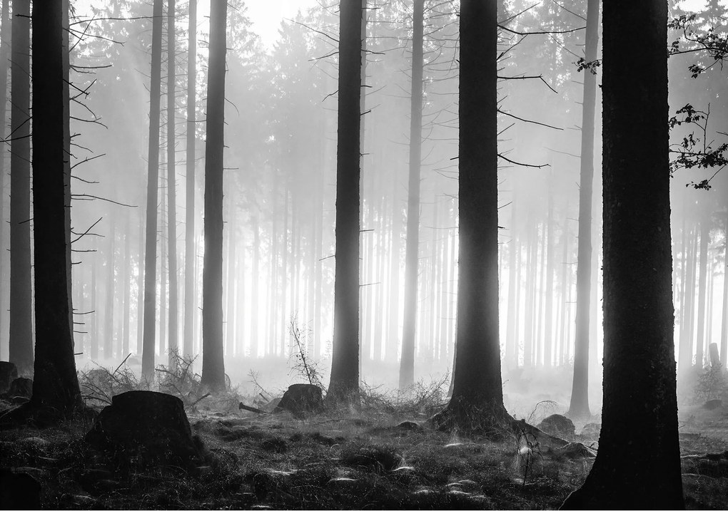 Fotótapéta fák erdő ég fotótapéta 254 x 184