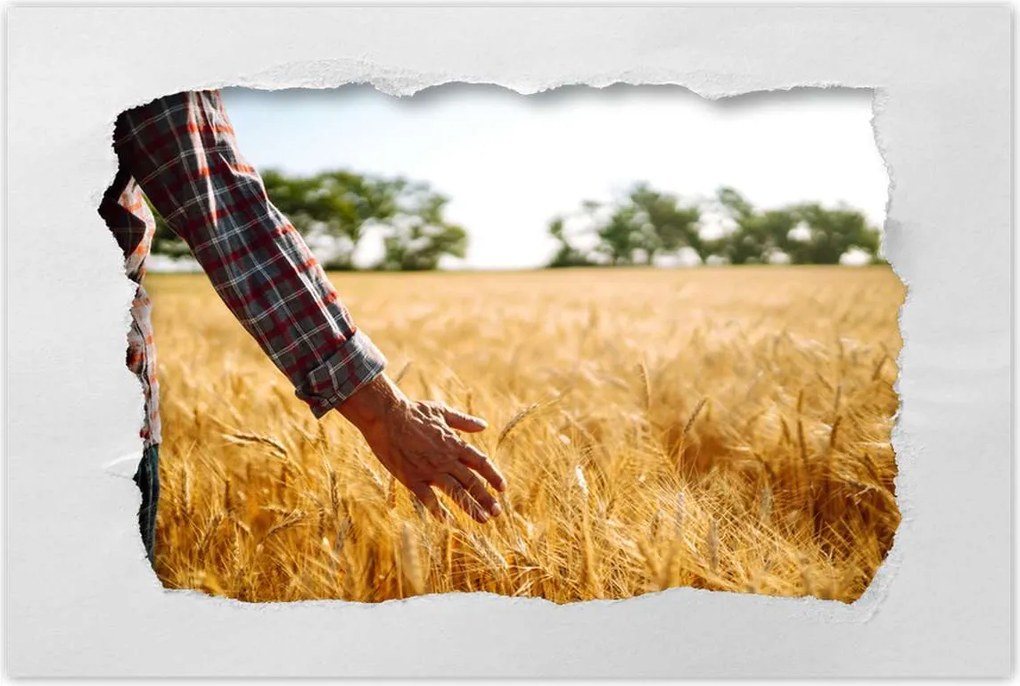 Poszterek 90x60 Séta a gazda a gabonában