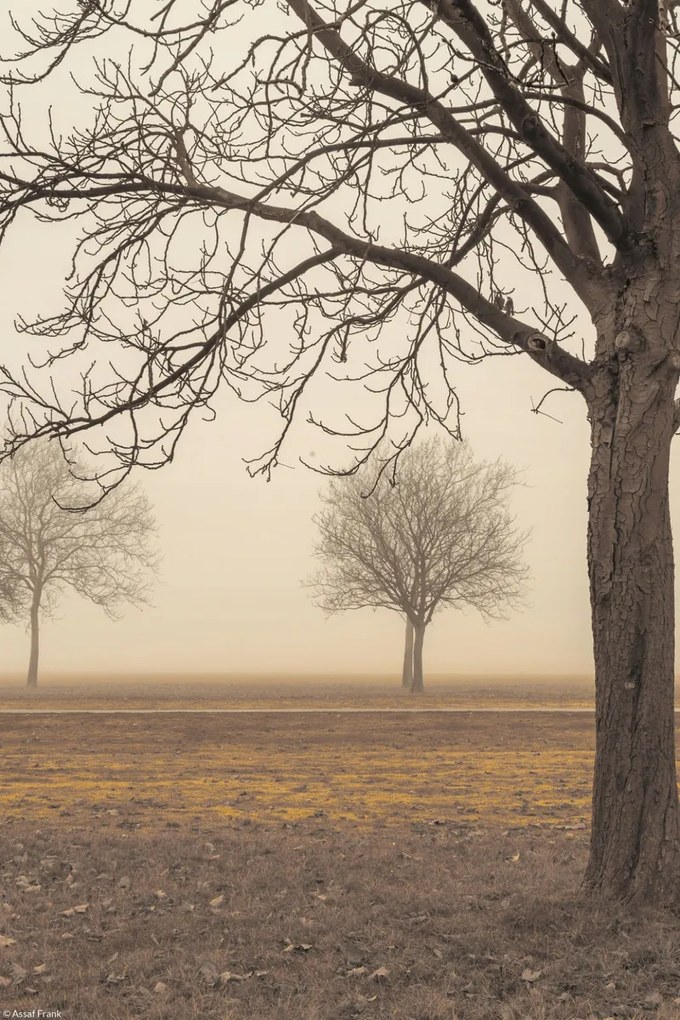 Poszter 20x30cm Fák egy ködös napon, Assaf Frank