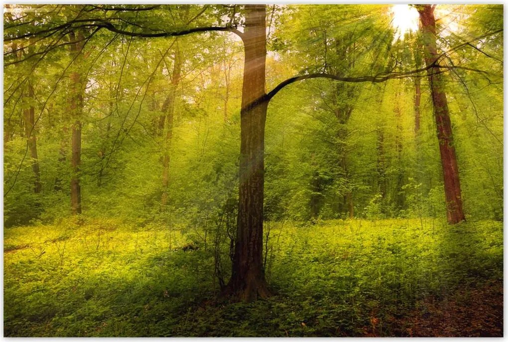 Poszterek 120x80 Varázslatos erdő Tájkép