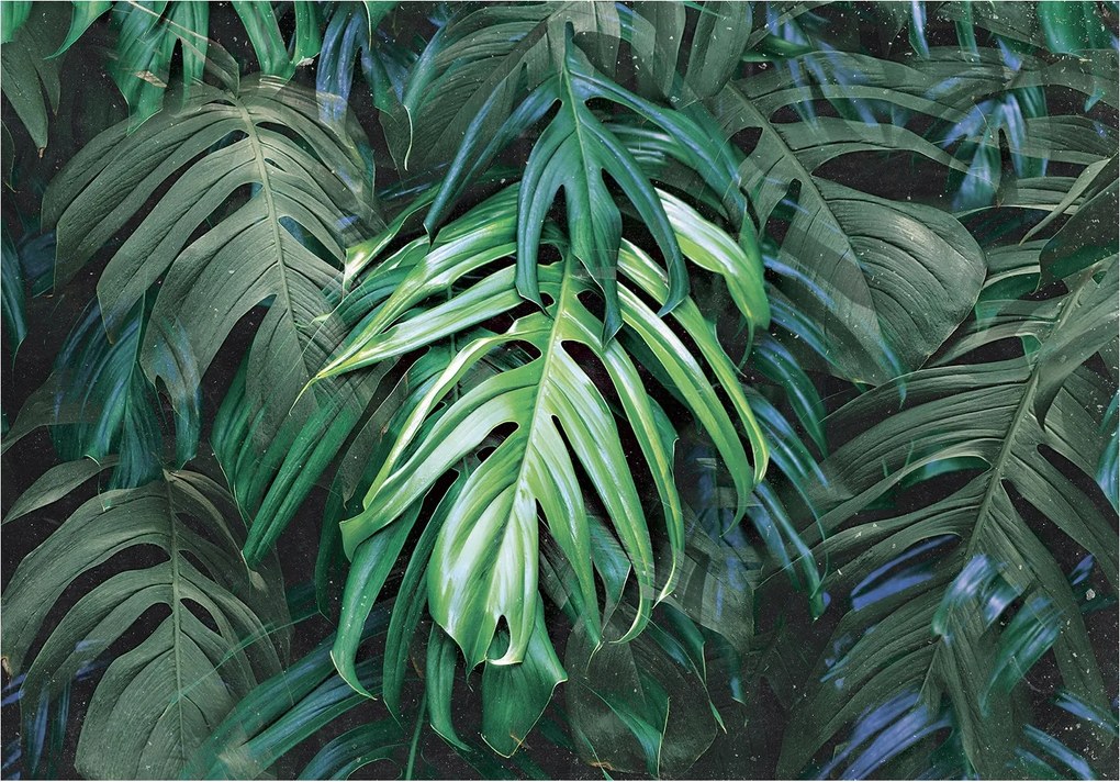 Fotótapéta Trópusi levelek Monstera vinil 520x318 +ragasztó