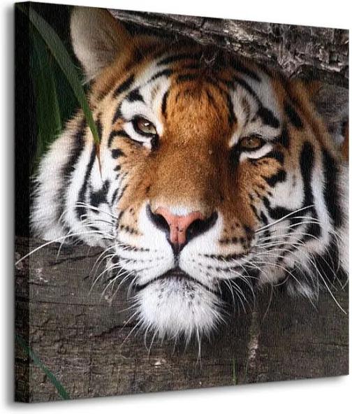Vászonkép Rejtett tigris Buyer 99 40x40cm CKS0382