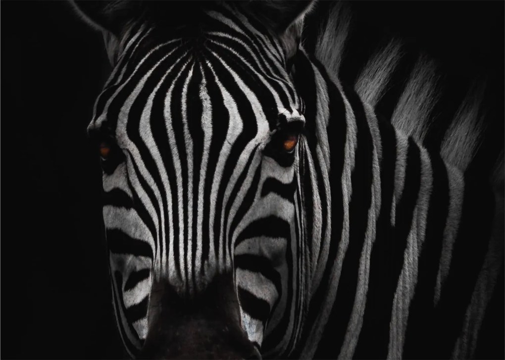 Zebra képe (70x50 cm)