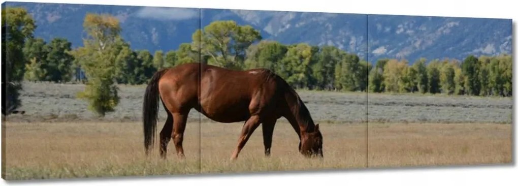 Vászonkép 150x50 Ló a prérin