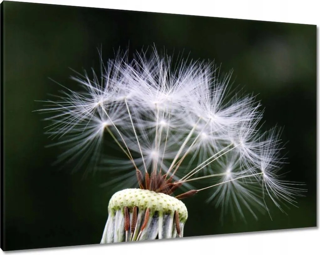 Vászonkép 100x70 Pitypang Virág Virágok