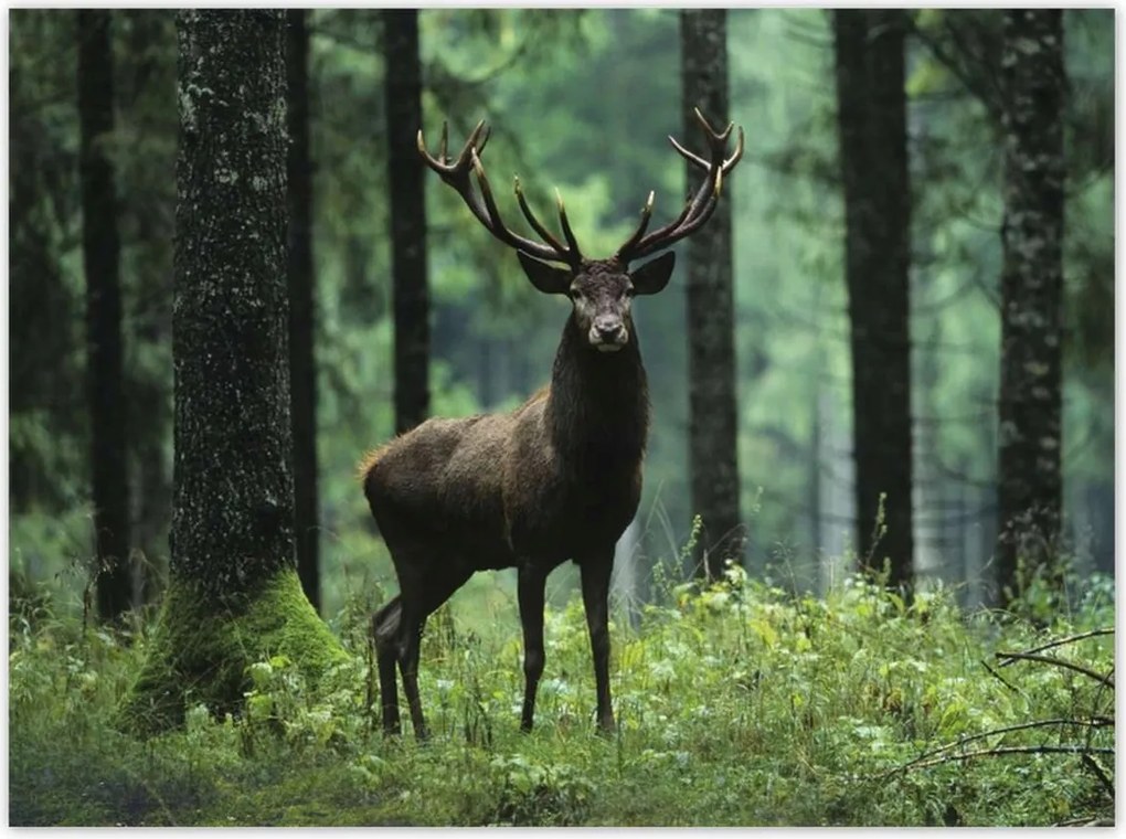 Poszterek 135x100 Szarvas Erdő Tájkép