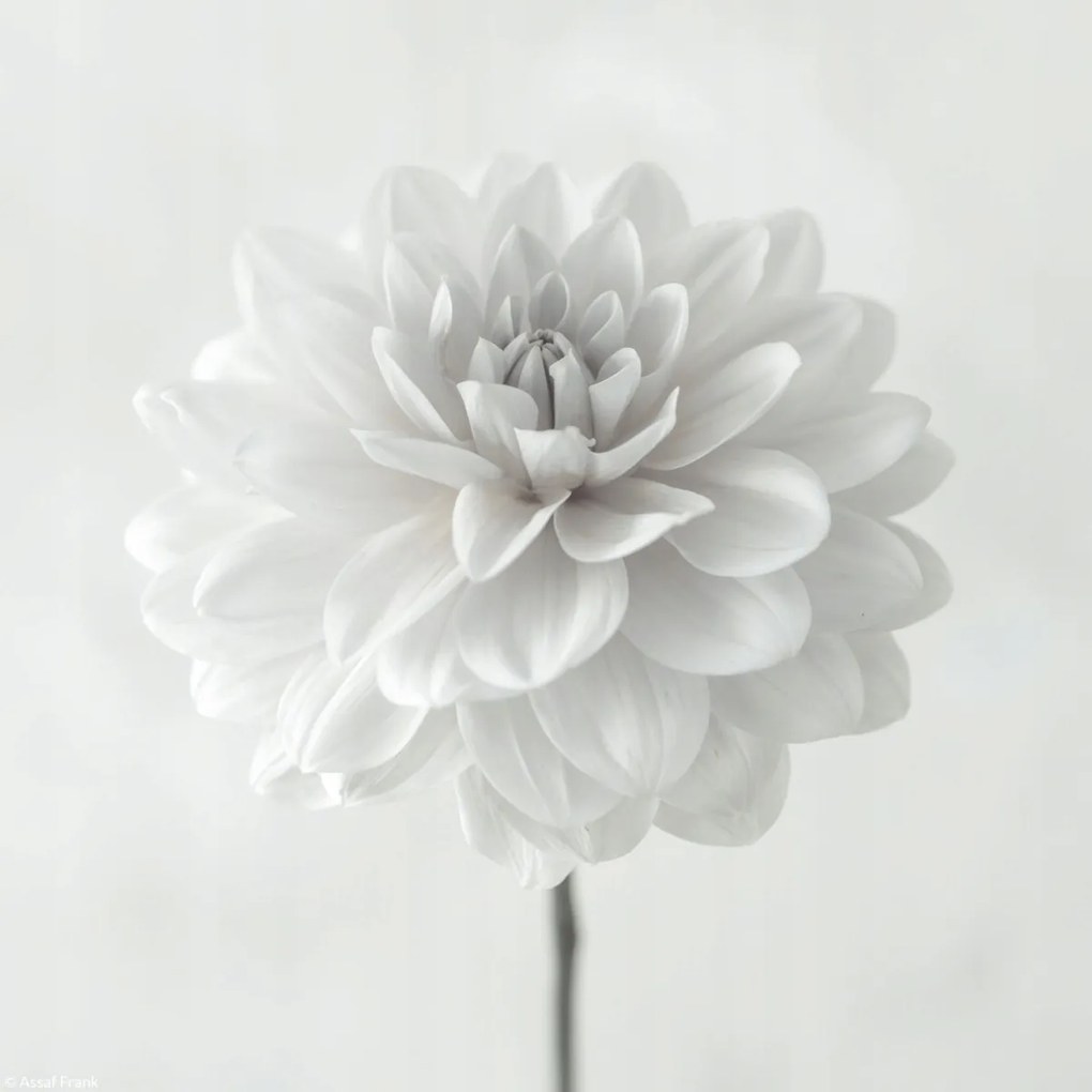 Poszter 20x20cm Dália virág fehér alapon, Assaf Frank