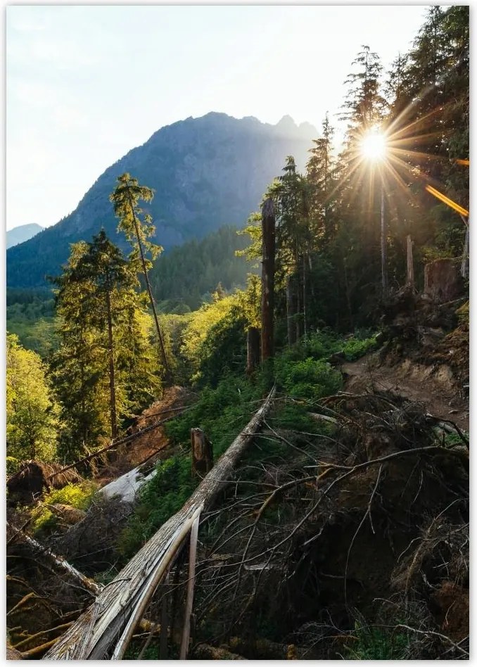 Poszterek A5 Pion Hegyek Napfény Erdő Ösvény