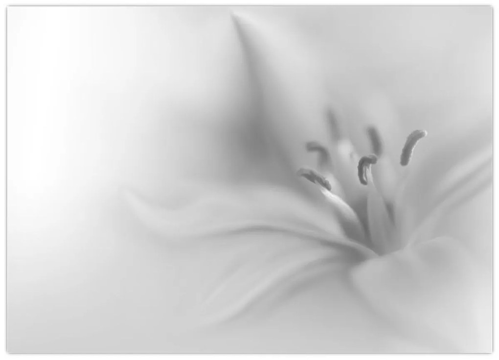 Kép - Delicate Lily (70x50 cm)